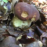 Lo Sciatore Отель Cotronei