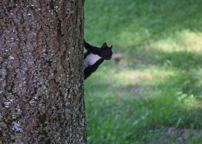 Lo Sciatore 酒店 3*