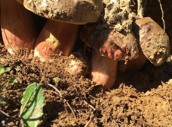 Hotel Lo Sciatore 3*