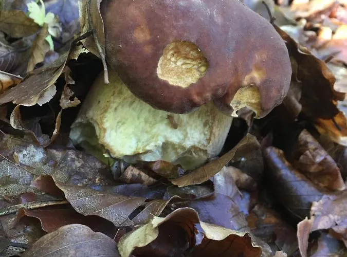 Lo Sciatore 酒店 Cotronei