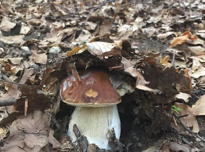 酒店 Lo Sciatore 3*